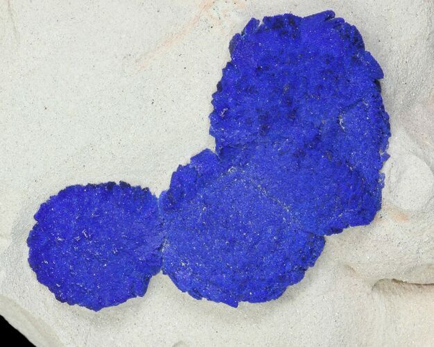 Blue Azurite Sun Cluster on Siltstone - Australia #142780